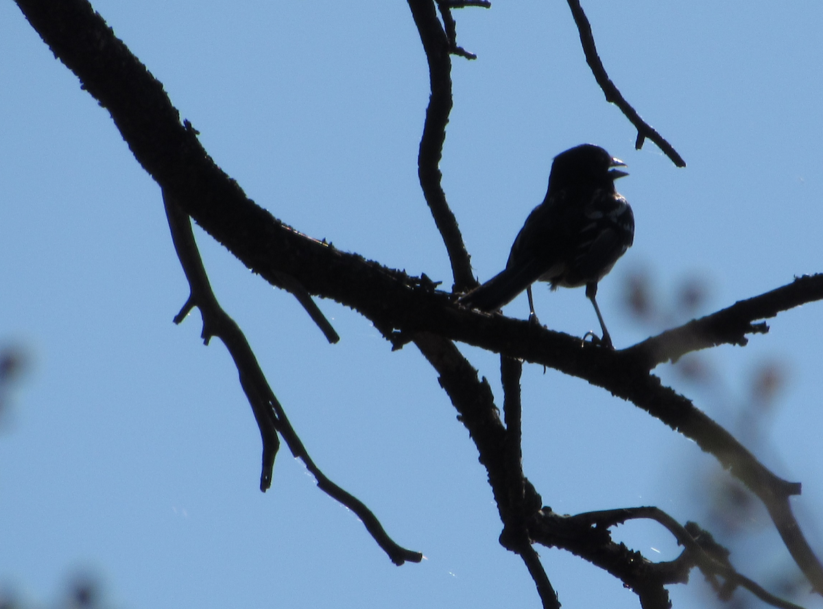 Spotted Towhee - ML514769961
