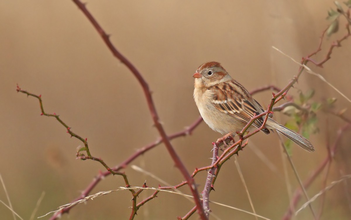 Field Sparrow - ML514770791