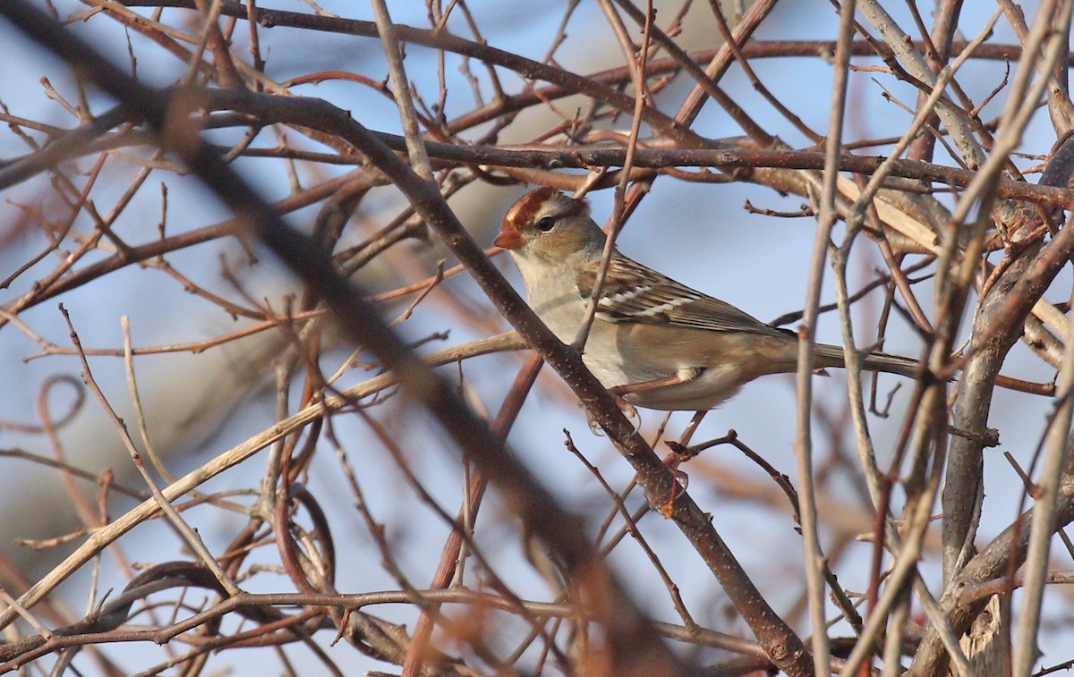 White-crowned Sparrow - ML514770841