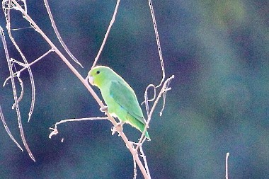 Mexican Parrotlet - ML514771491