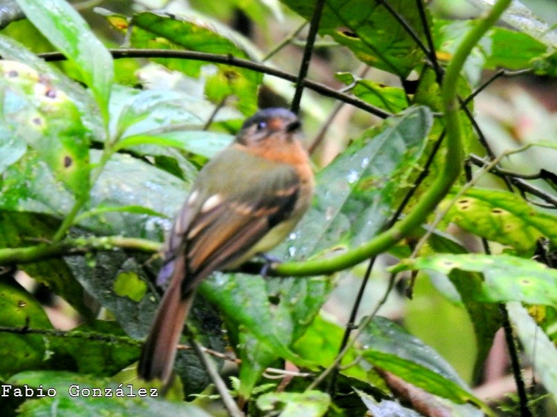 Rufous-breasted Flycatcher - ML514773621