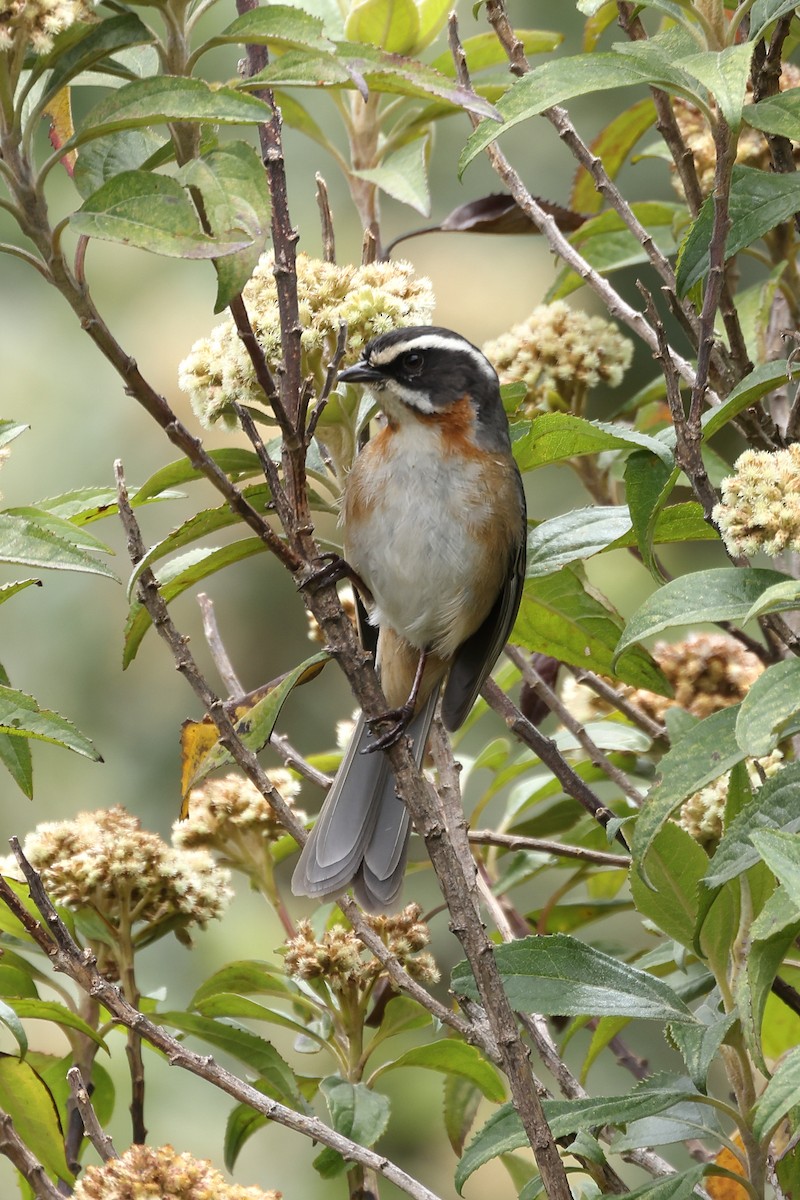 Plain-tailed Warbling Finch - ML514774541
