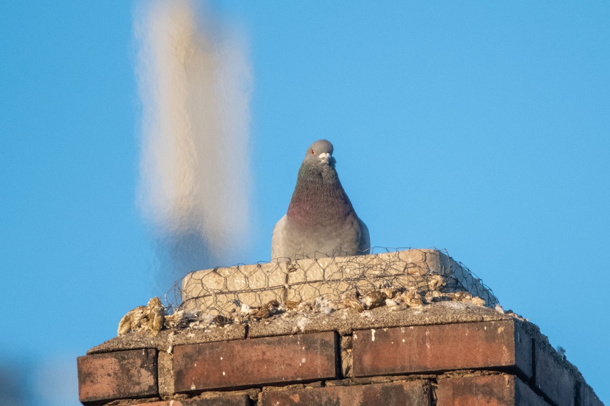 Rock Pigeon (Feral Pigeon) - Anne Spiers
