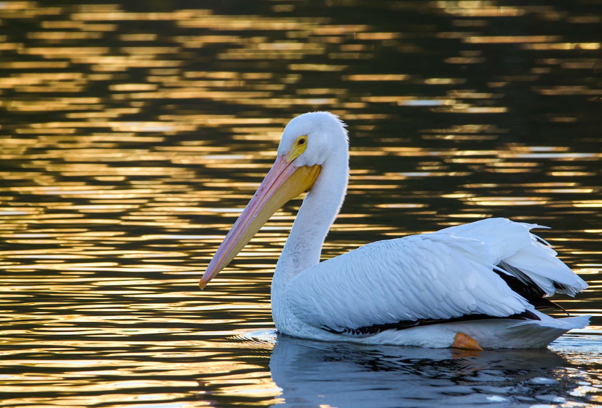 American White Pelican - Braxton Landsman