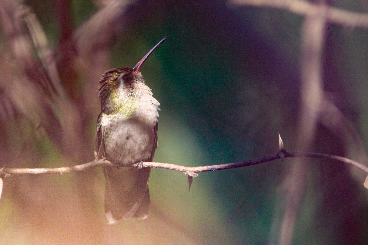 Broad-billed Hummingbird - ML514779801