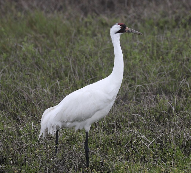 Whooping Crane - eBird