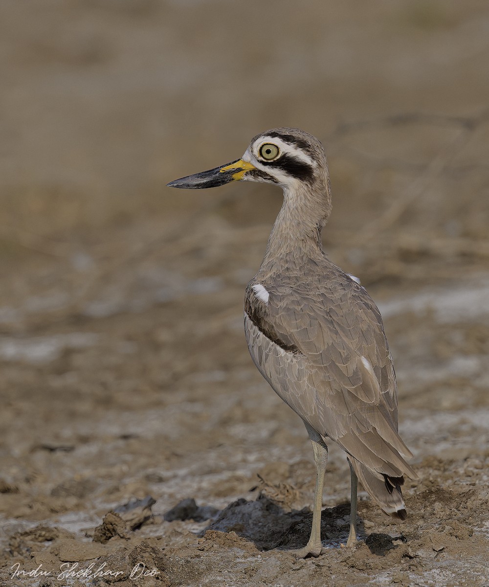 Great Thick-knee - ML514789241