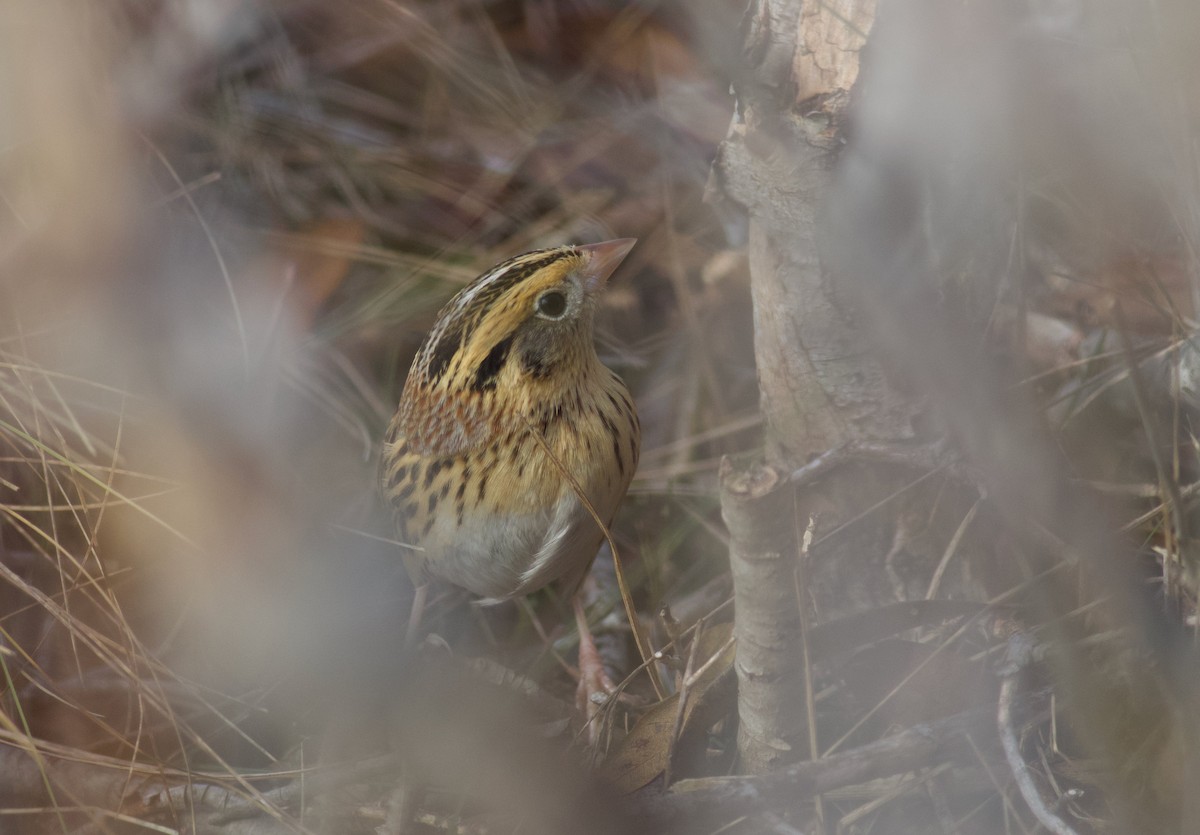 LeConte's Sparrow - Nathan Dubrow