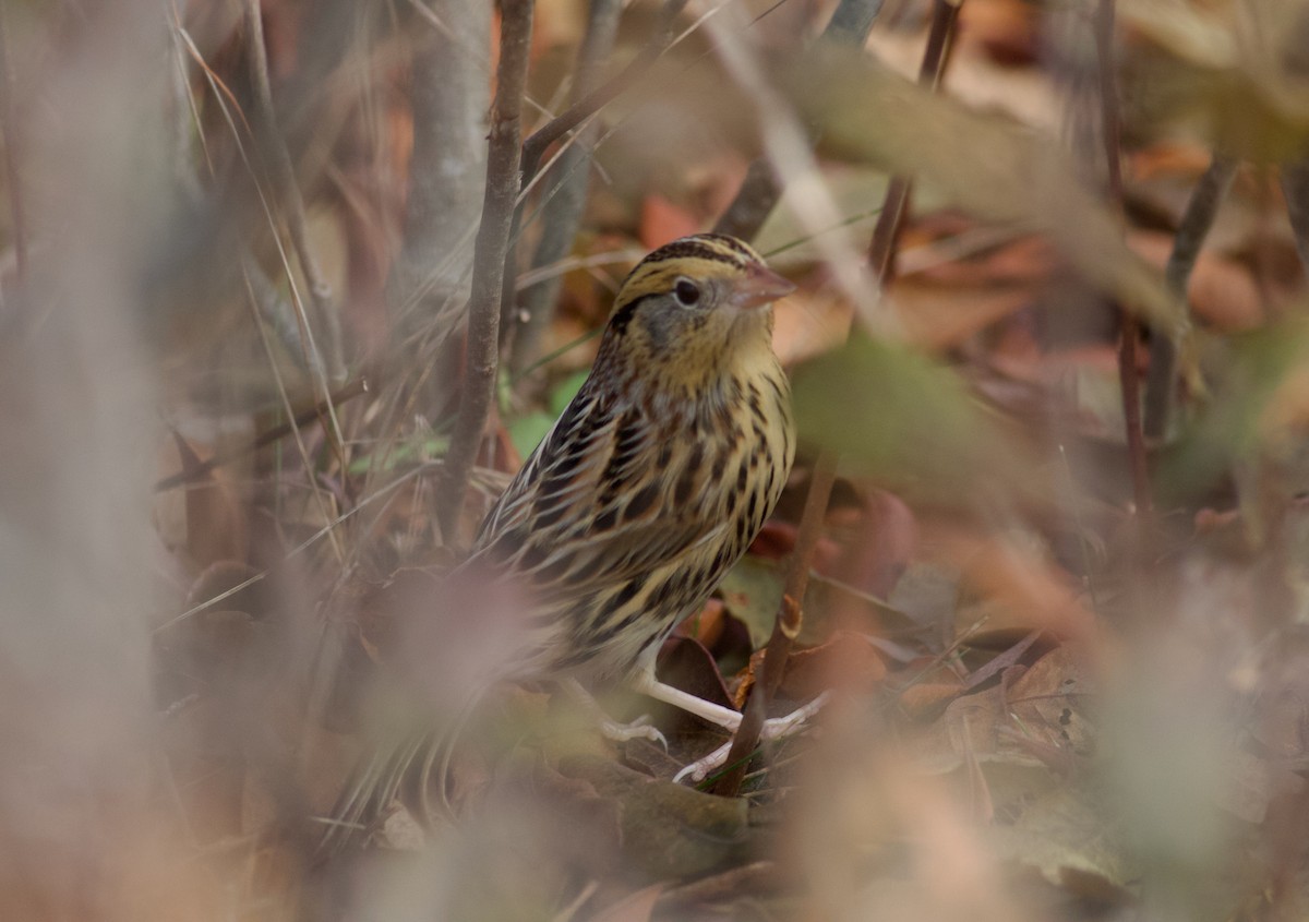 LeConte's Sparrow - Nathan Dubrow