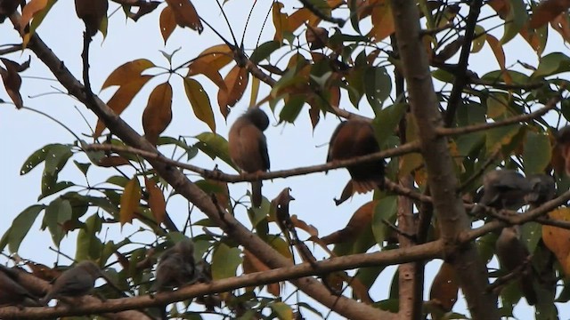 Chestnut-tailed Starling - ML514790351