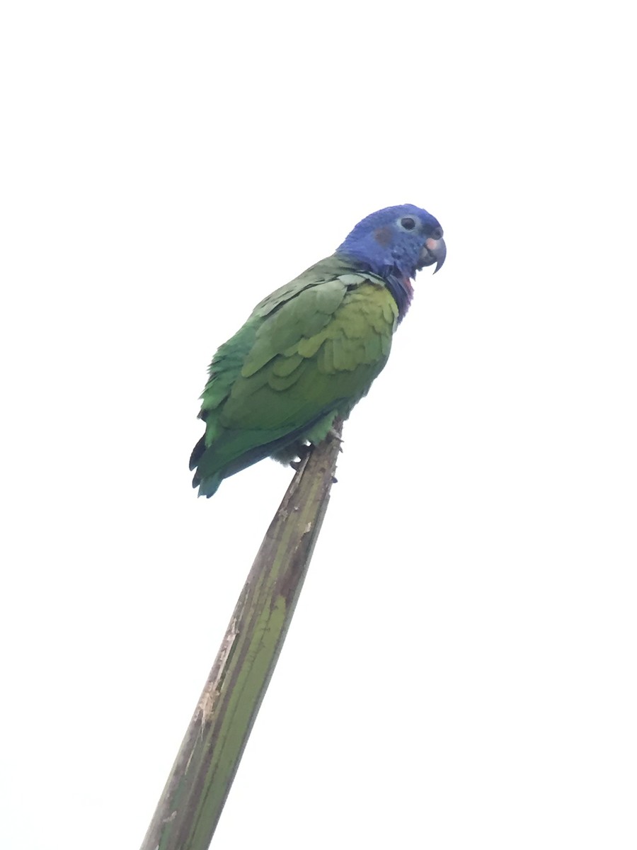 Blue-headed Parrot - javier arias villota