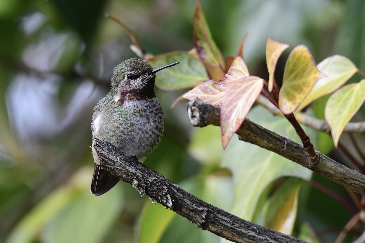 Anna's Hummingbird - ML514792471