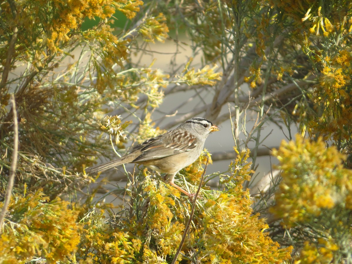 White-crowned Sparrow - Bill Denham