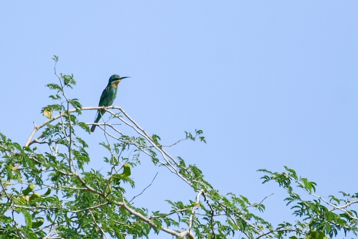Blue-cheeked Bee-eater - ML514797301