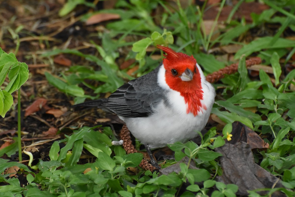 Red-crested Cardinal - ML514798391