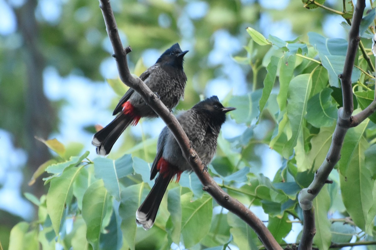 Red-vented Bulbul - ML514798941