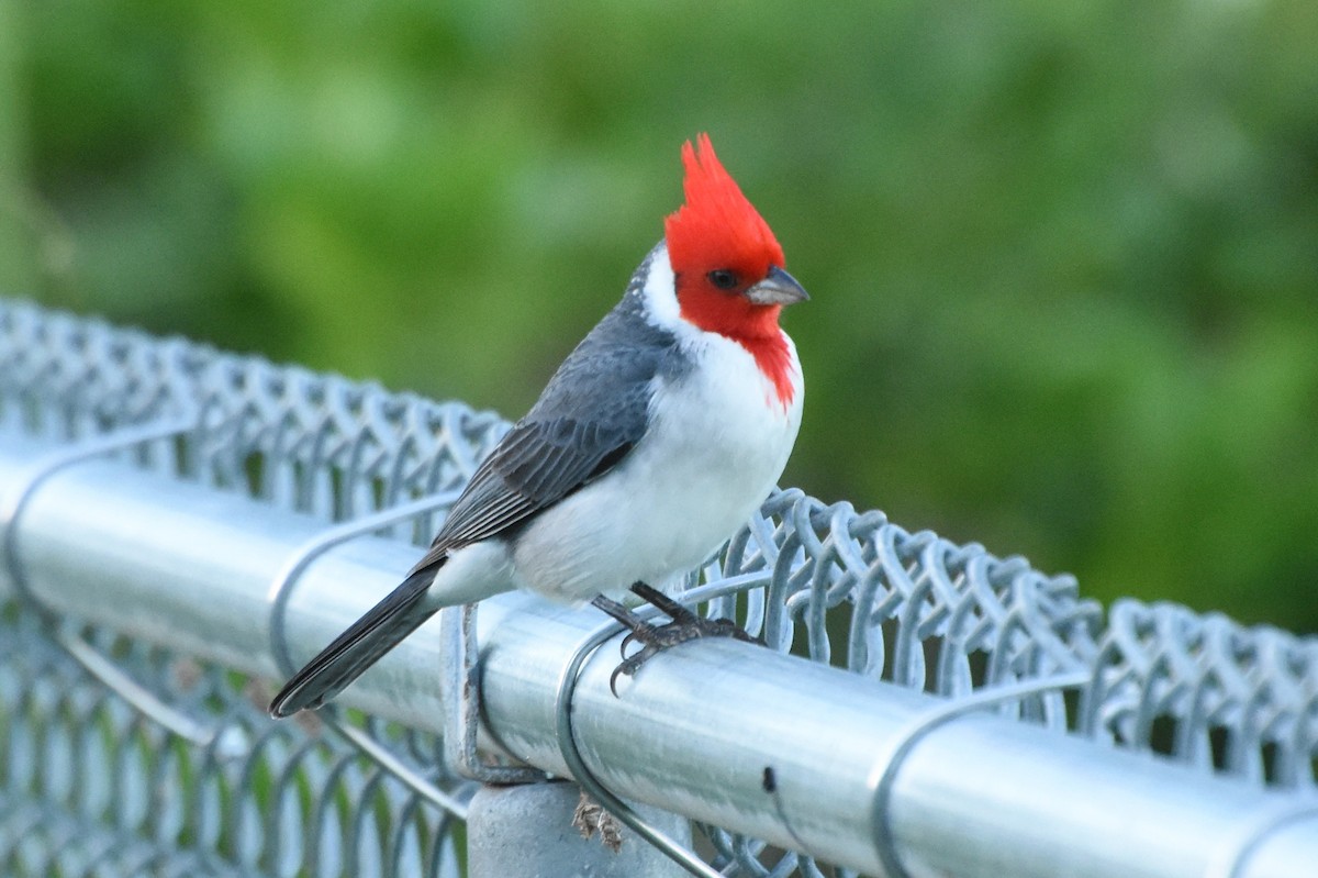 Red-crested Cardinal - ML514799351