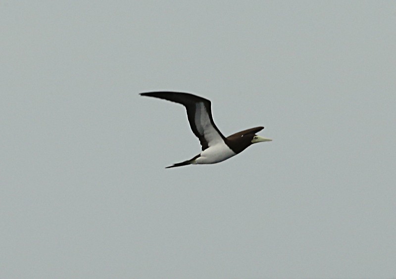 Brown Booby - ML51480541