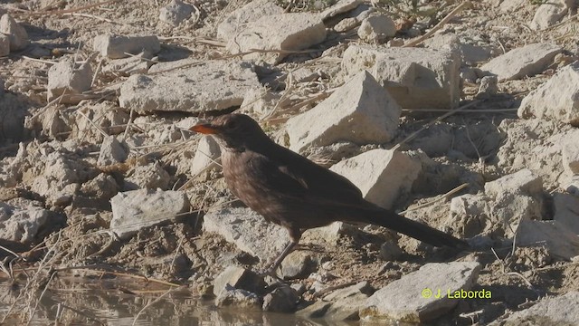 Eurasian Blackbird - ML514806211