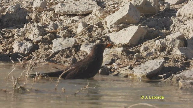 Eurasian Blackbird - ML514806241