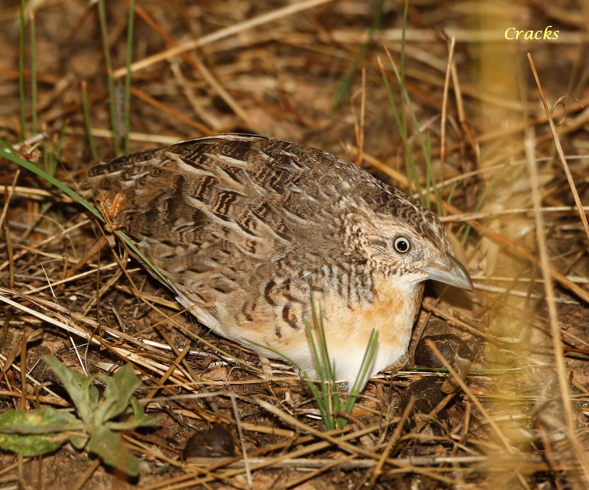 Red-chested Buttonquail - ML514810231