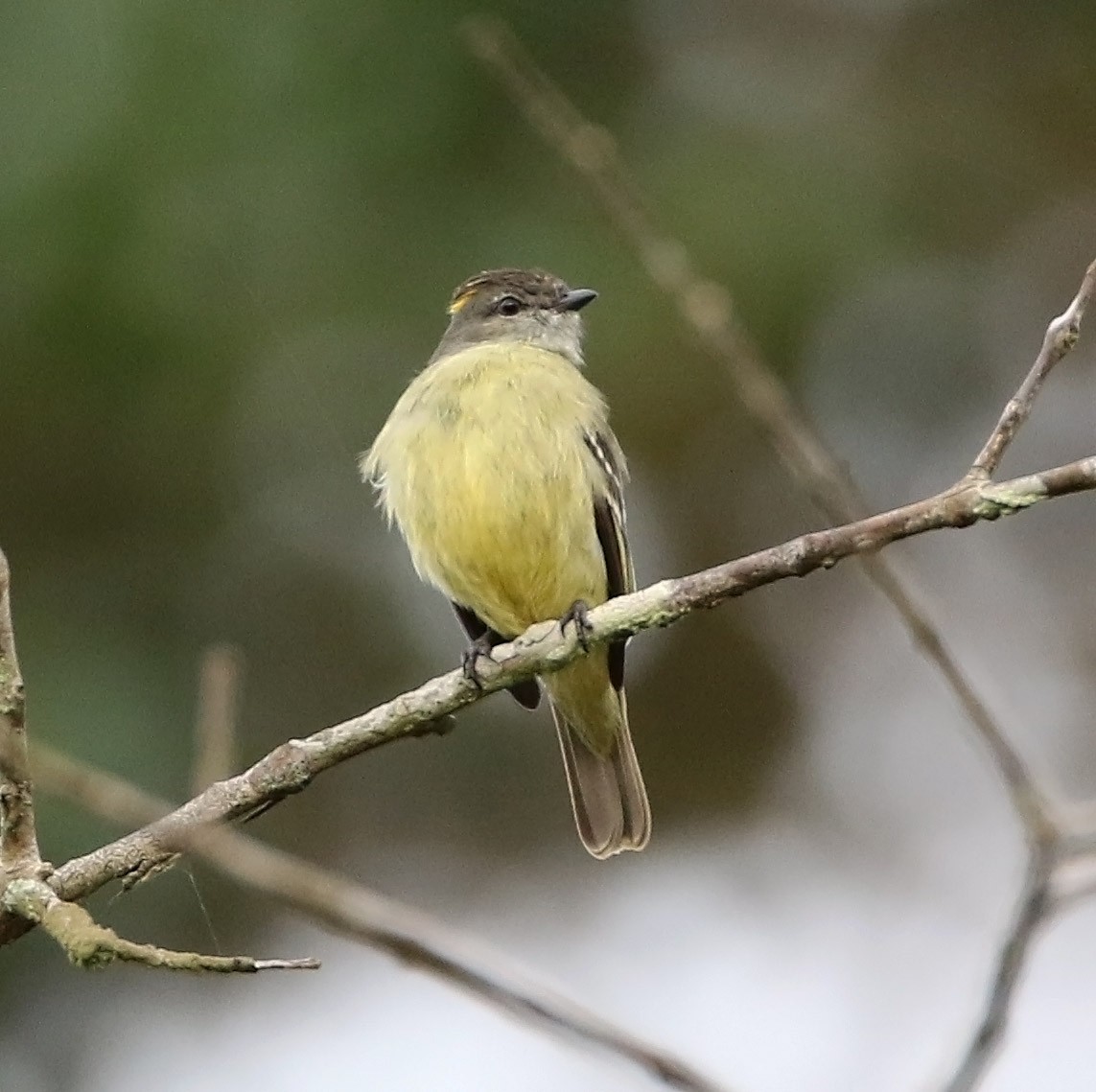 Yellow-crowned Tyrannulet - ML514814131