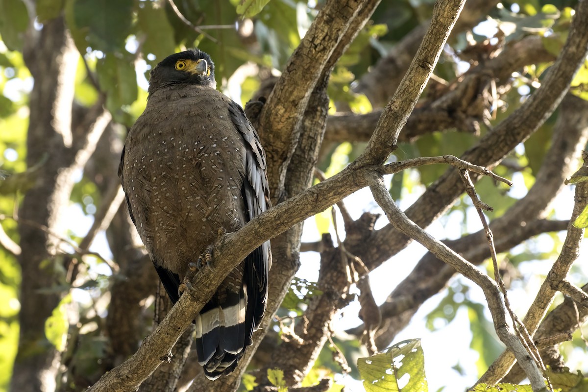 Crested Serpent-Eagle - ML514823461