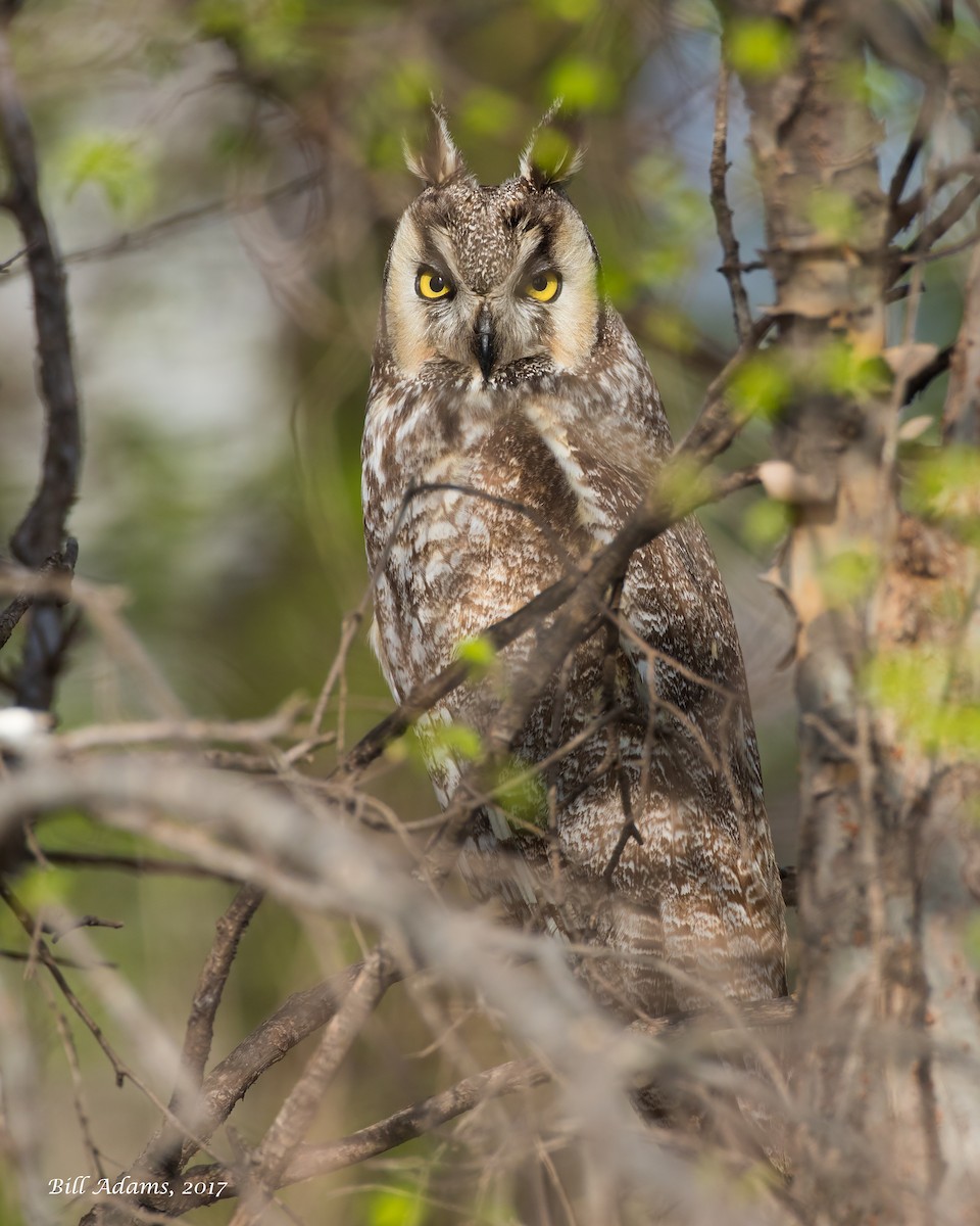 Long-eared Owl - Bill Adams