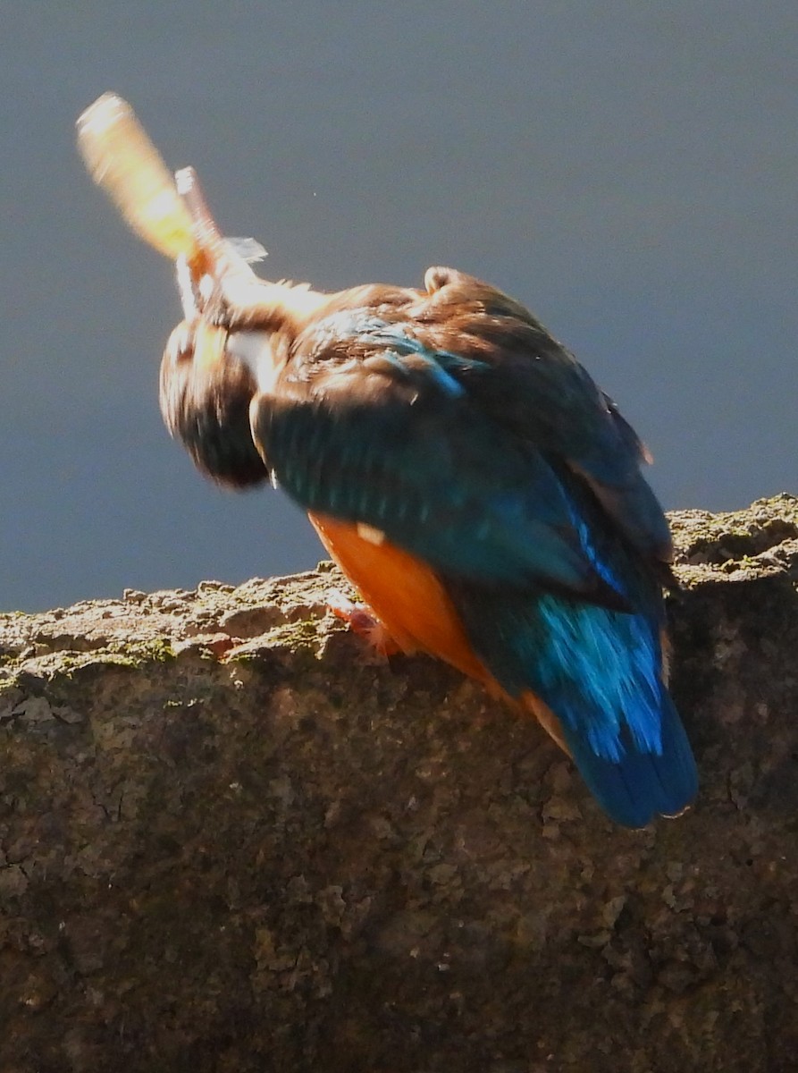 Common Kingfisher (Common) - ML514828211