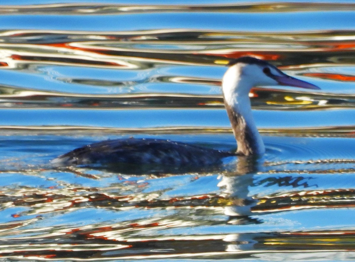 Great Crested Grebe - ML514828251