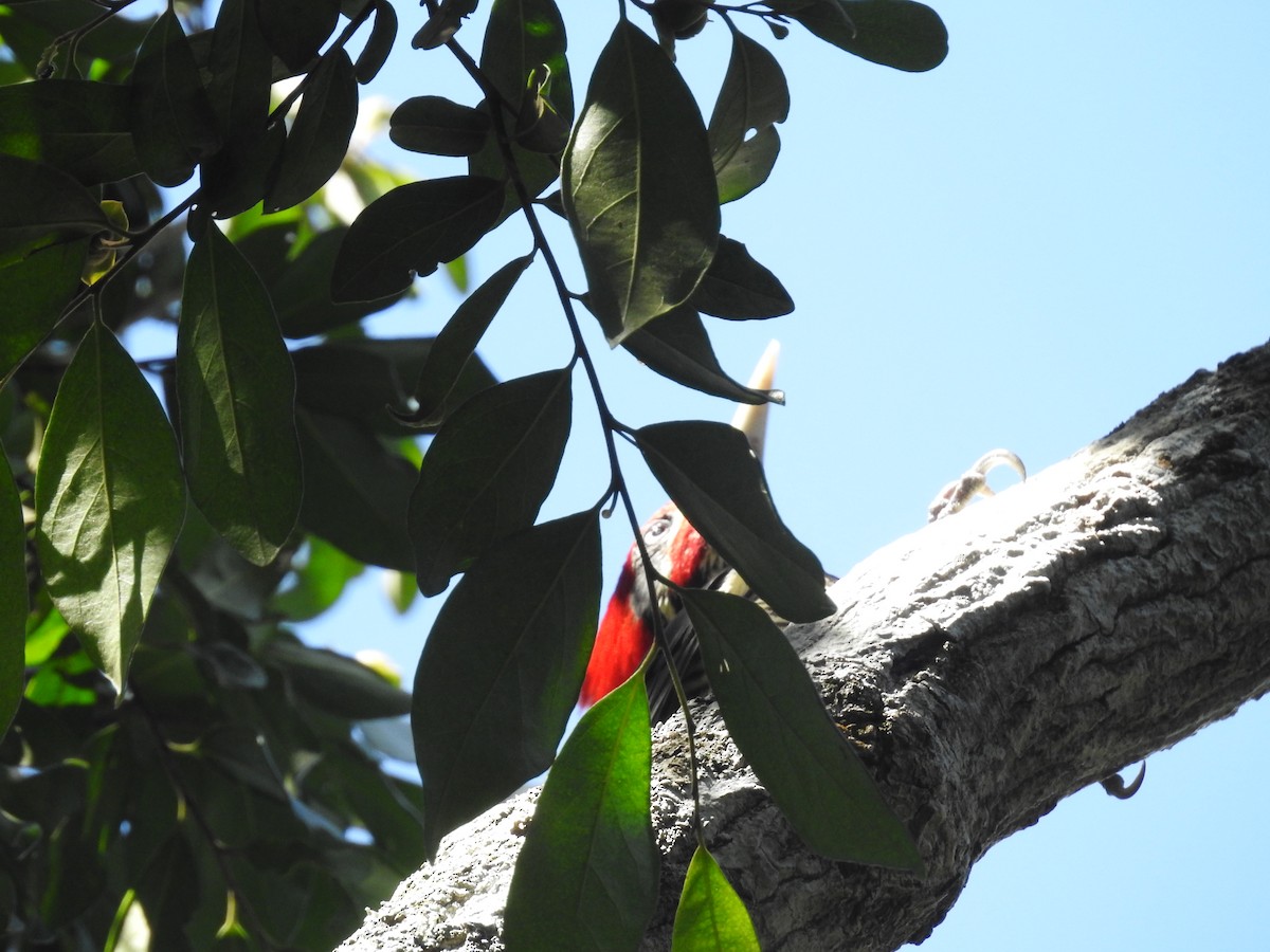 Lineated Woodpecker - Maria Elena Vergara