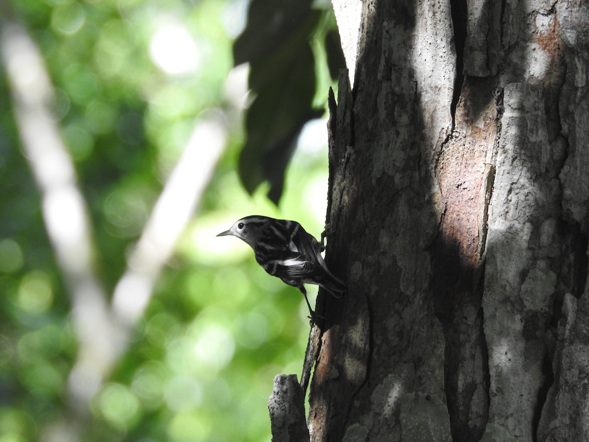 Black-and-white Warbler - ML514830011