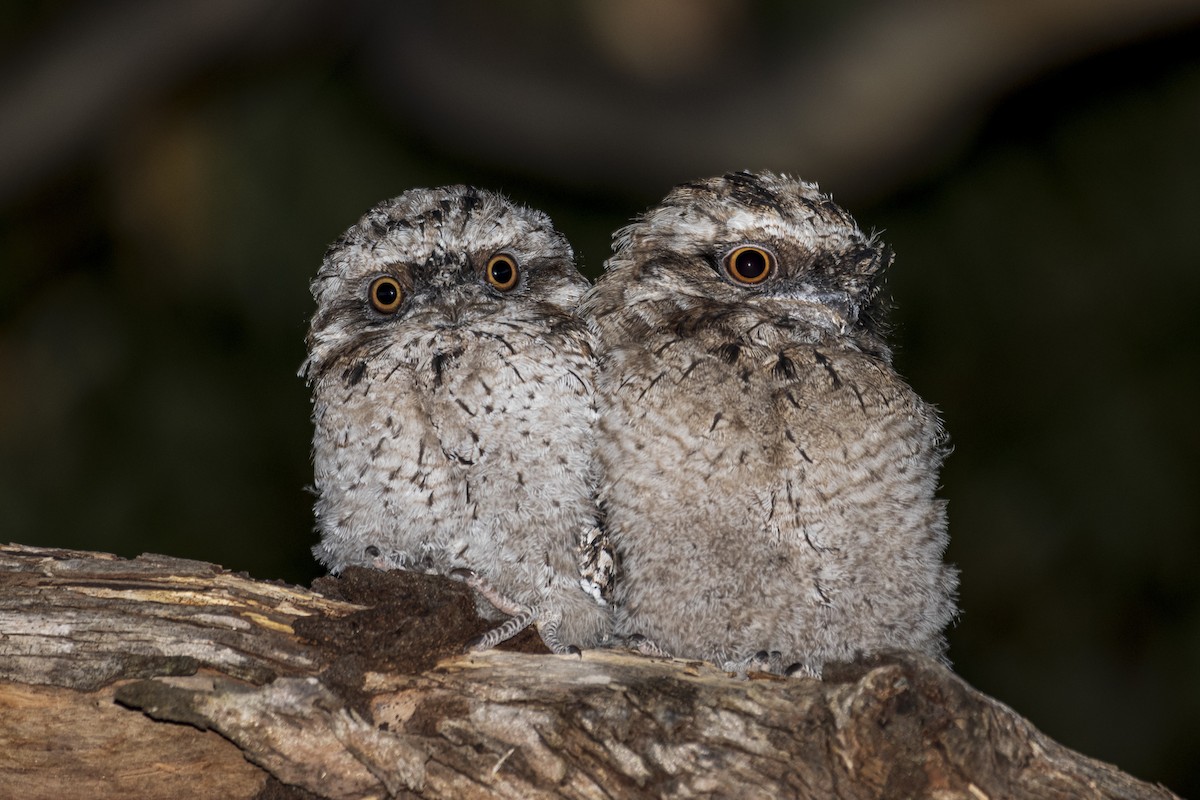Tawny Frogmouth - Peter Stevens