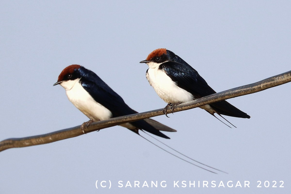 Wire-tailed Swallow - Sarang Kshirsagar