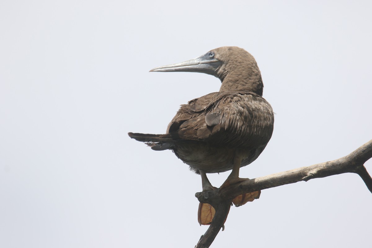 eBird Checklist 30 Aug 2020 Nimisila ReservoirParking Lot SM2 and