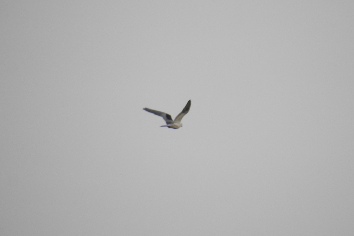 White-tailed Kite - Heidi Pasch de Viteri