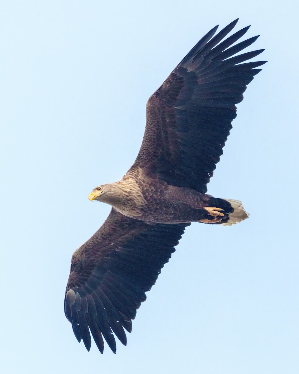 White-tailed Eagle - ML514840511