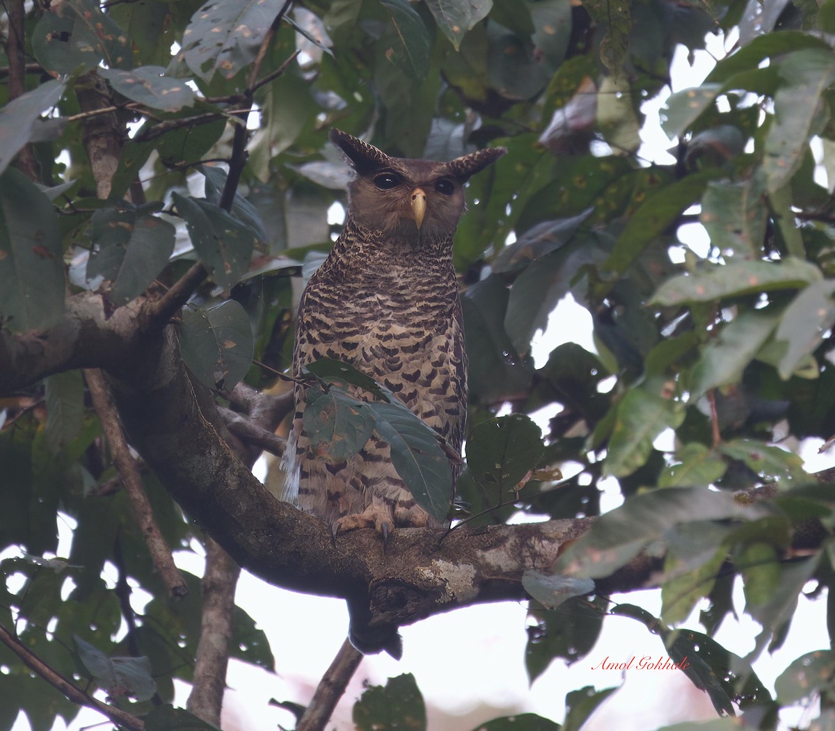 Spot-bellied Eagle-Owl - ML514841301