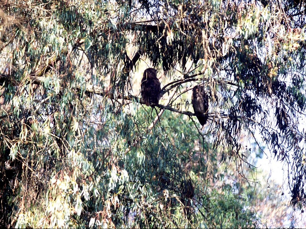 Verreaux's Eagle-Owl - ML514841691