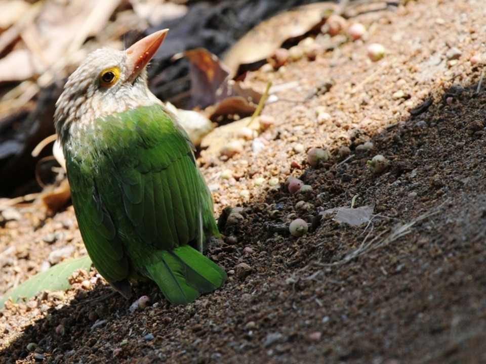 Lineated Barbet - ML514849991