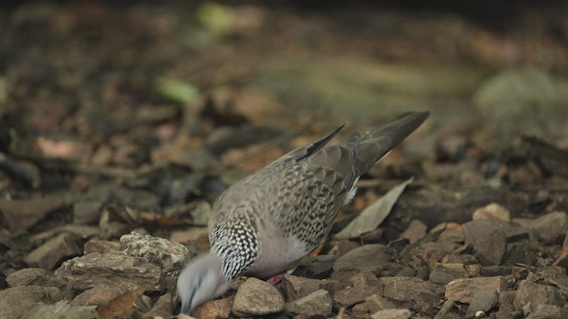 Spotted Dove - ML514853421