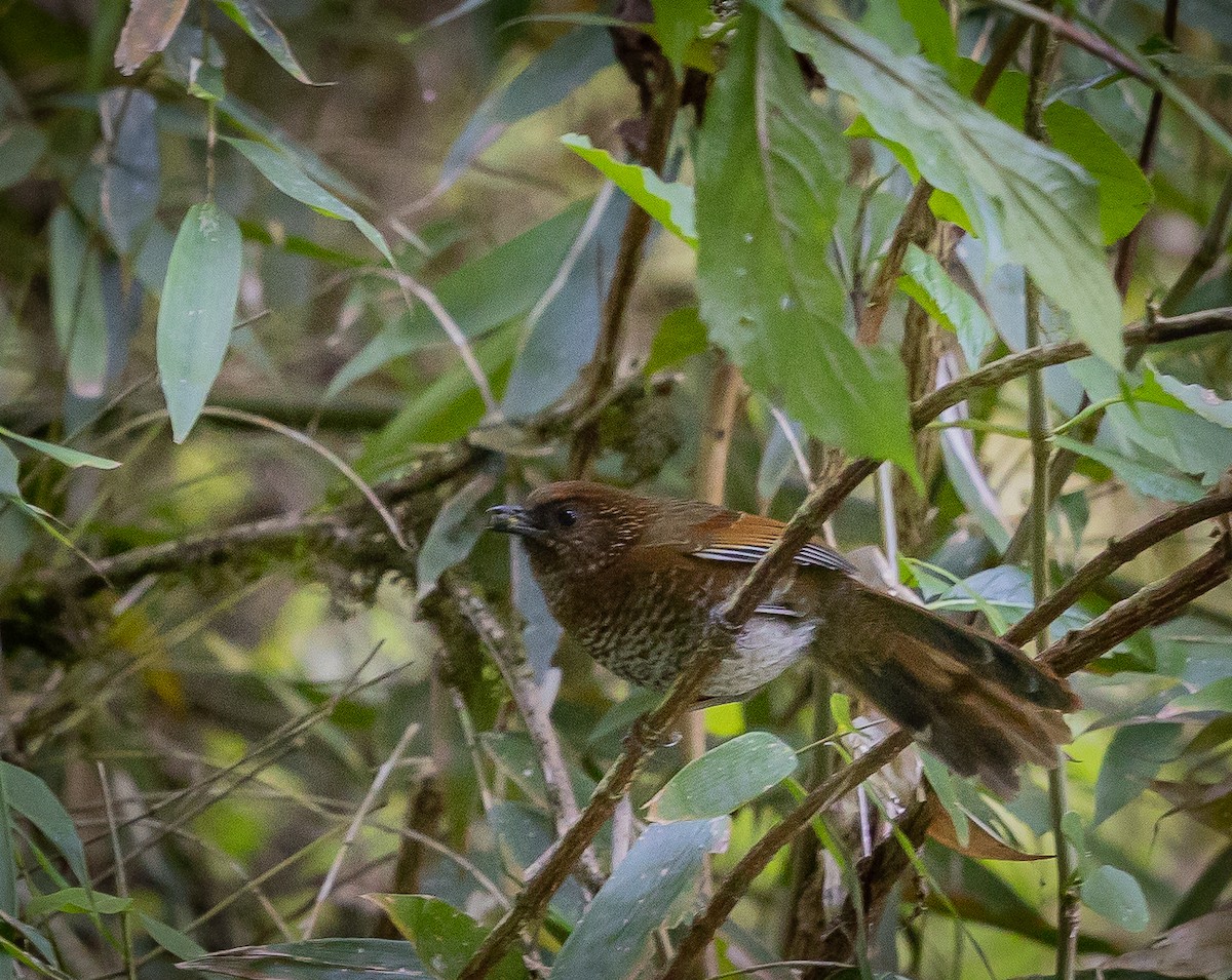 Brown-capped Laughingthrush - ML514855271