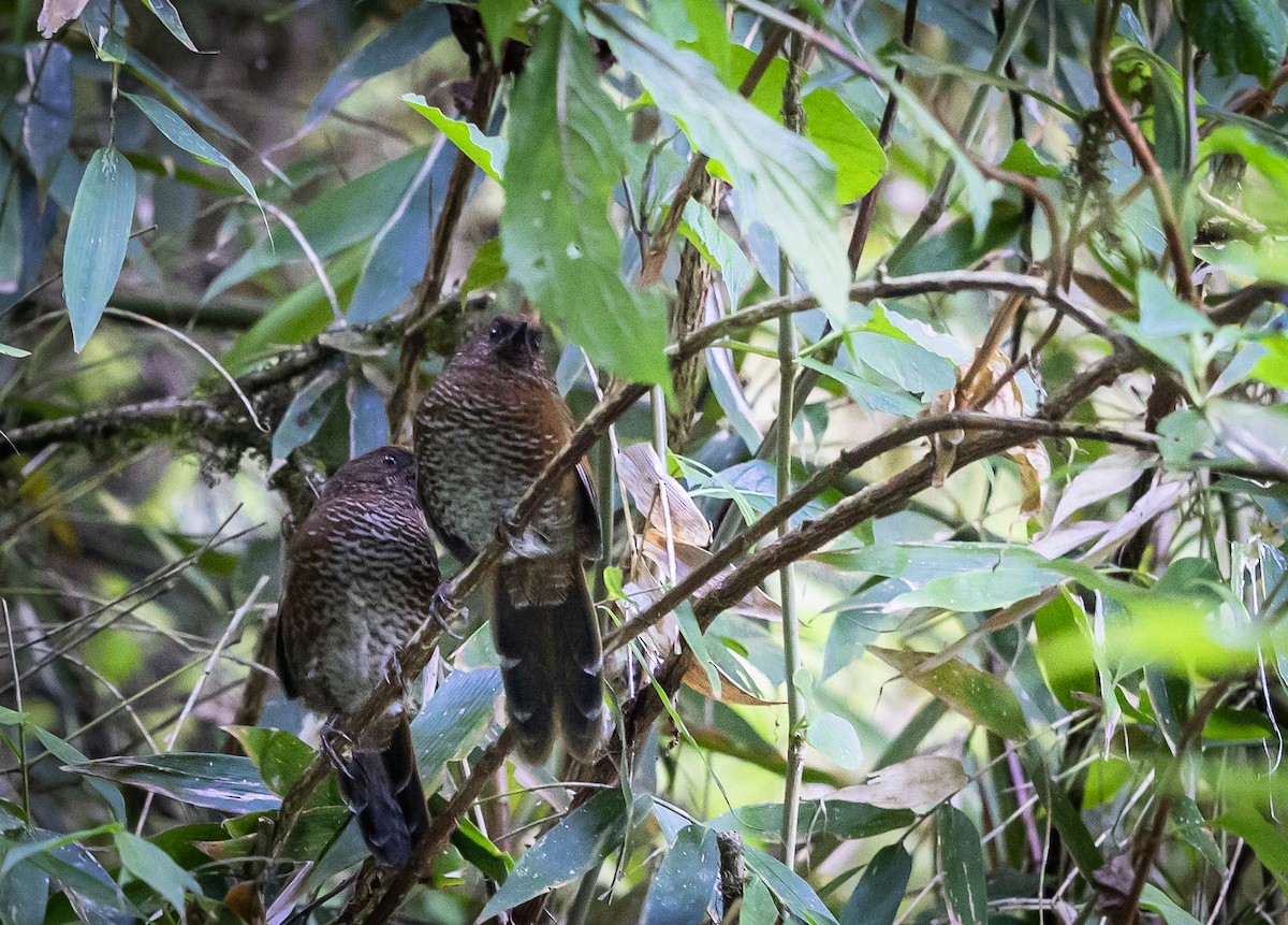 Brown-capped Laughingthrush - ML514855281