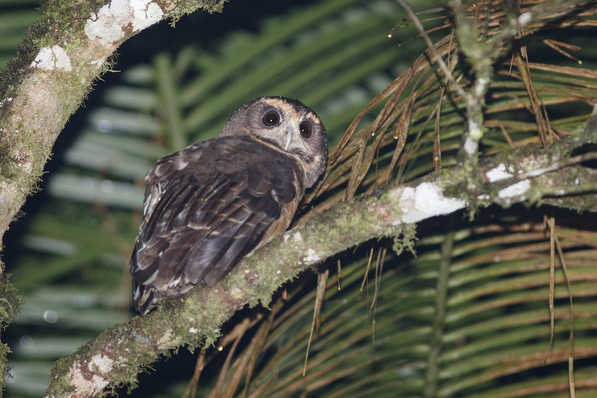 Tawny-browed Owl - ML514861141
