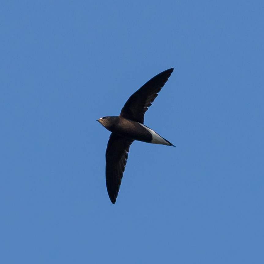 Brown-backed Needletail - ML514863751