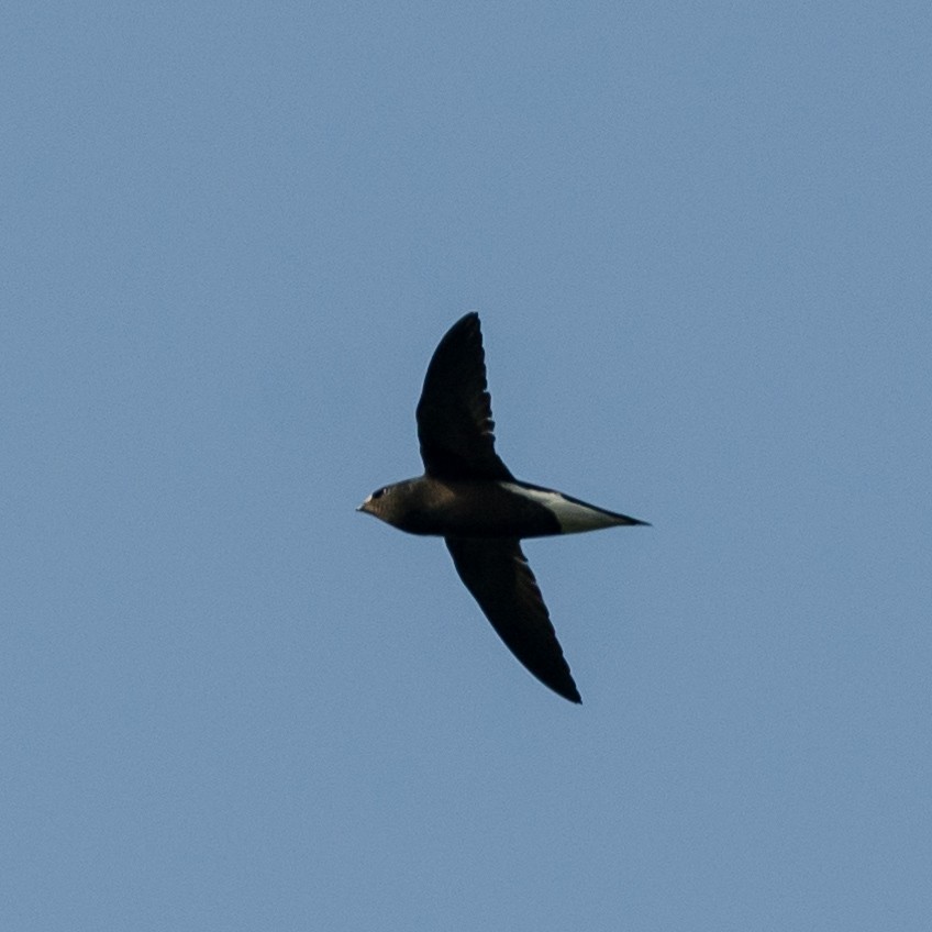 Brown-backed Needletail - ML514863761