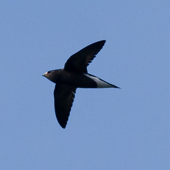Brown-backed Needletail - ML514863781