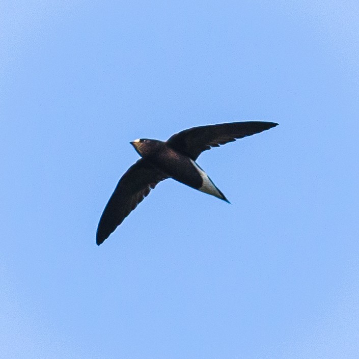 Brown-backed Needletail - ML514863791