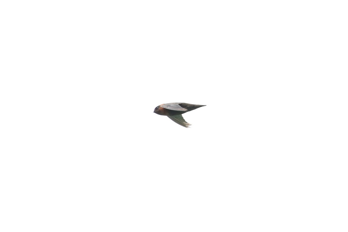 Chestnut-collared Swift - John and Milena Beer