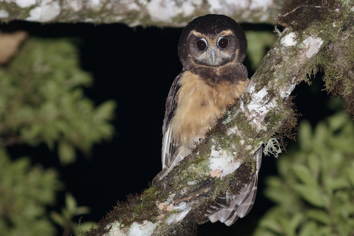 Tawny-browed Owl - ML514872351